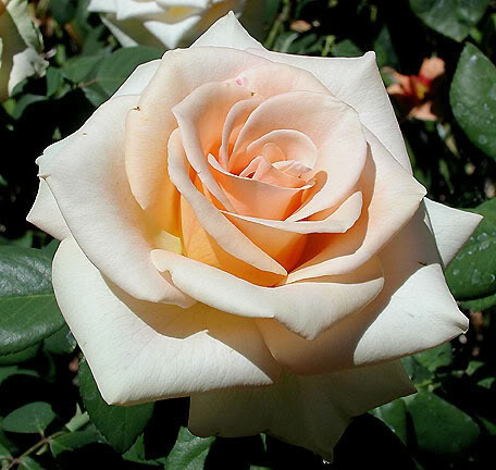 Rose, Marilyn Monroe Pictures, Images and Photos