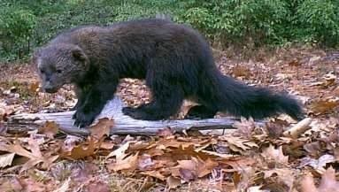 cute fischer cat Pictures, Images and Photos