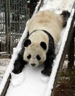 Oh Boy Sliding Panda