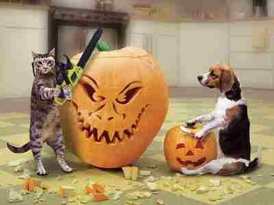 Pumpkin Cutter