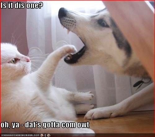 Dentist Cat Dog Pictures, Images and Photos