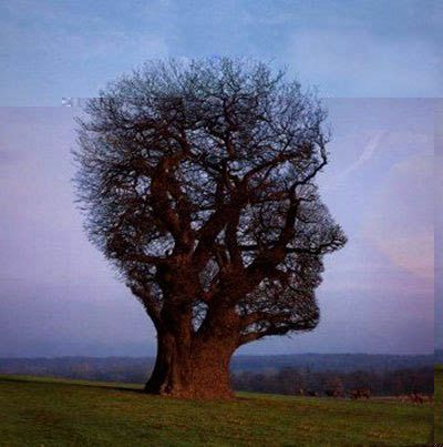 Tree Face