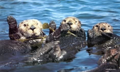 sea otters waving.. Pictures, Images and Photos