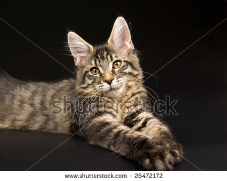 hawkpaw