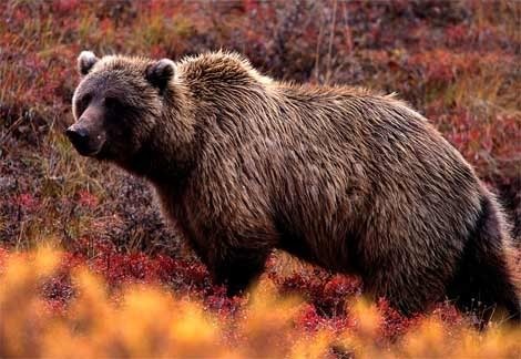 grizzly bear Pictures, Images and Photos