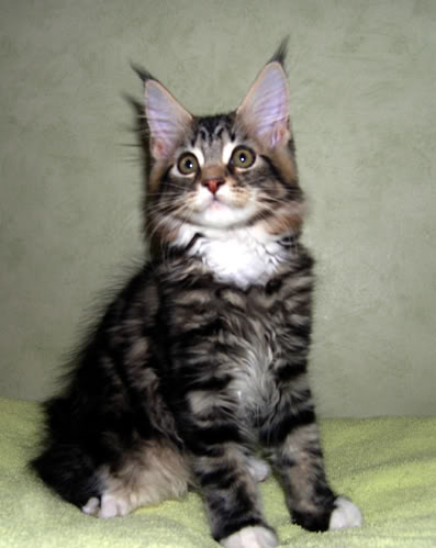 S* Cowboy Cats Cartwright Brown Pictures, Images and Photos