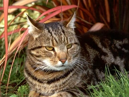 Blazepaw Pictures, Images and Photos