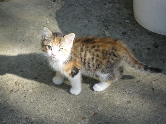 Calico Pictures, Images and Photos