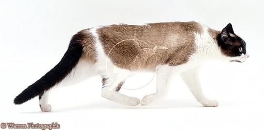 calico Pictures, Images and Photos