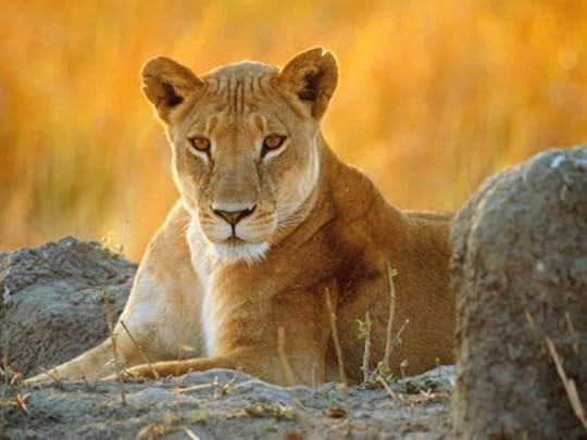 Lioness Pictures, Images and Photos