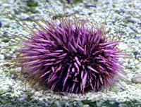Its A Sea Urchin!! Pictures, Images and Photos