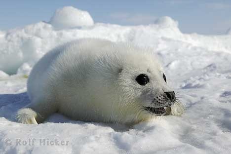 seal