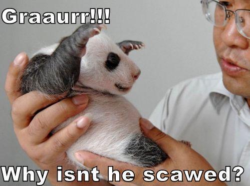 panda