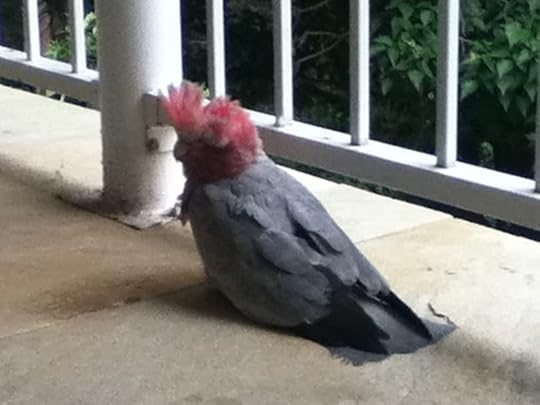galah