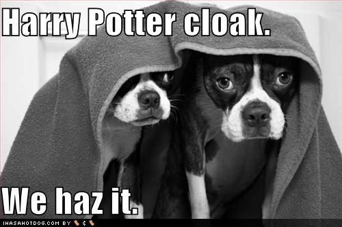 harry potter