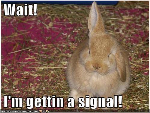 bunny