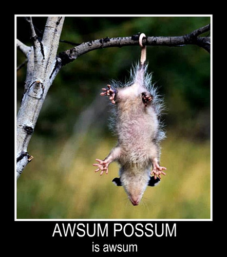 awsum possum
