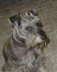 In memory of Charlie Ruff 12/15/1995 to 2/14/2011