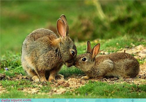 Bunny Love
