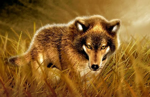 Wolf Pictures, Images and Photos