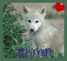 wolf Pictures, Images and Photos