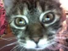 Image and video hosting by TinyPic