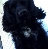 Image and video hosting by TinyPic