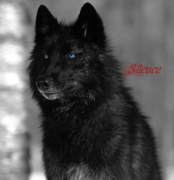 Silence Pictures, Images and Photos