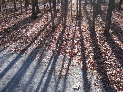 elk ed place trees 7