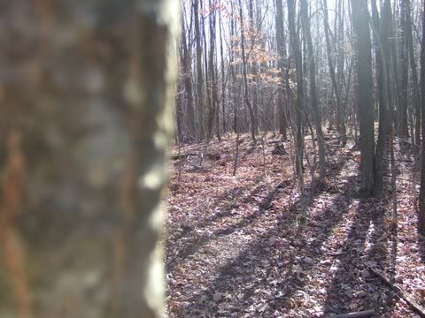 elk ed place trees 3