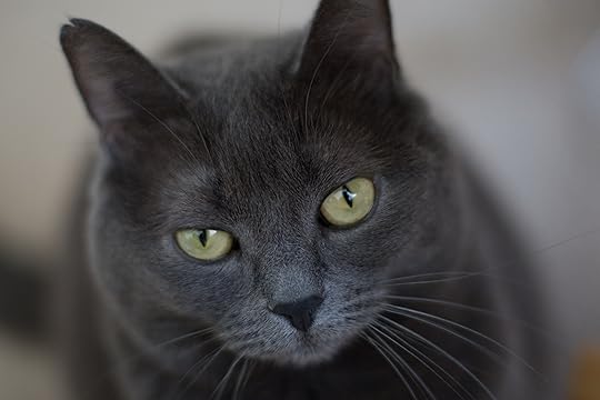 Nightpaw