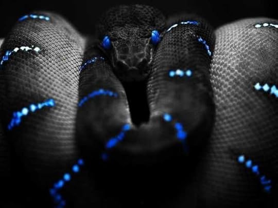 snake Pictures, Images and Photos