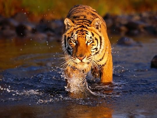 bengal tiger Pictures, Images and Photos