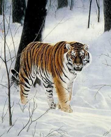 tiger Pictures, Images and Photos
