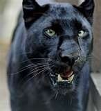 Black Panther