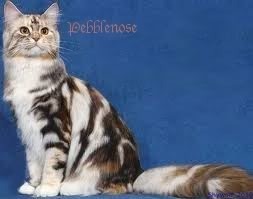 Pebblekit Pictures, Images and Photos