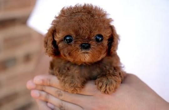 Cutest puppy ever Pictures, Images and Photos