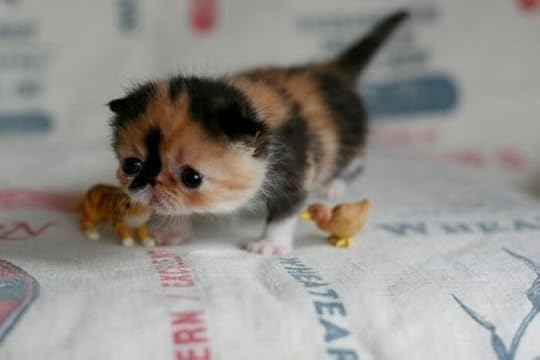 The cutest kitten ever Pictures, Images and Photos