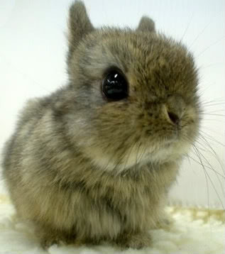 cutest little bunny Pictures, Images and Photos