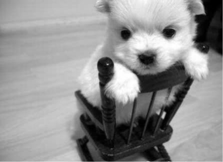 cutest puppy ever . Pictures, Images and Photos