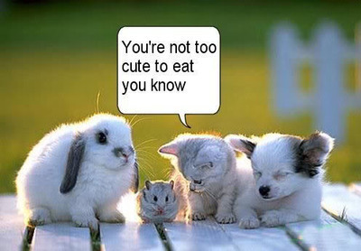 cute animals Pictures, Images and Photos