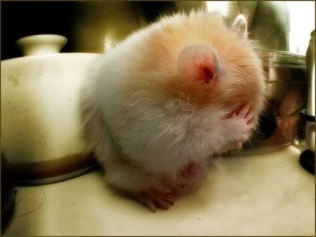 cute animals photo: 11beef4d8e2ac36123c71881161c5f56.jpg