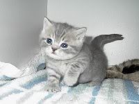 Cute-Animal-09 Pictures, Images and Photos