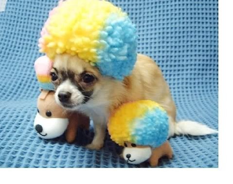 dog Pictures, Images and Photos