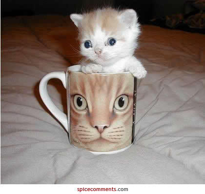 Funny Animals, Cute Animals, Keefers, Cute Animals