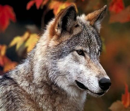 brown wolf Pictures, Images and Photos
