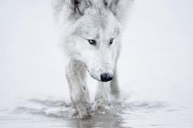 White Wolf