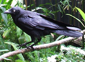Rakka, Kim's Torresian Crow, a sentient being