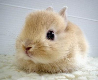 bunny rabbit