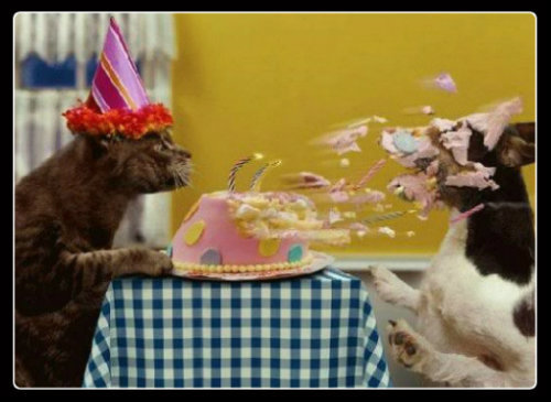 happy birthday cat blowing cake dog Pictures, Images and Photos